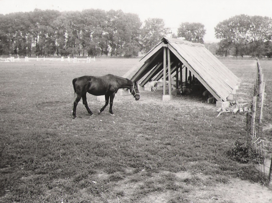 Flóra4.jpg