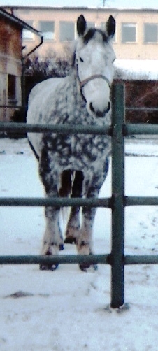 Květa1.jpg